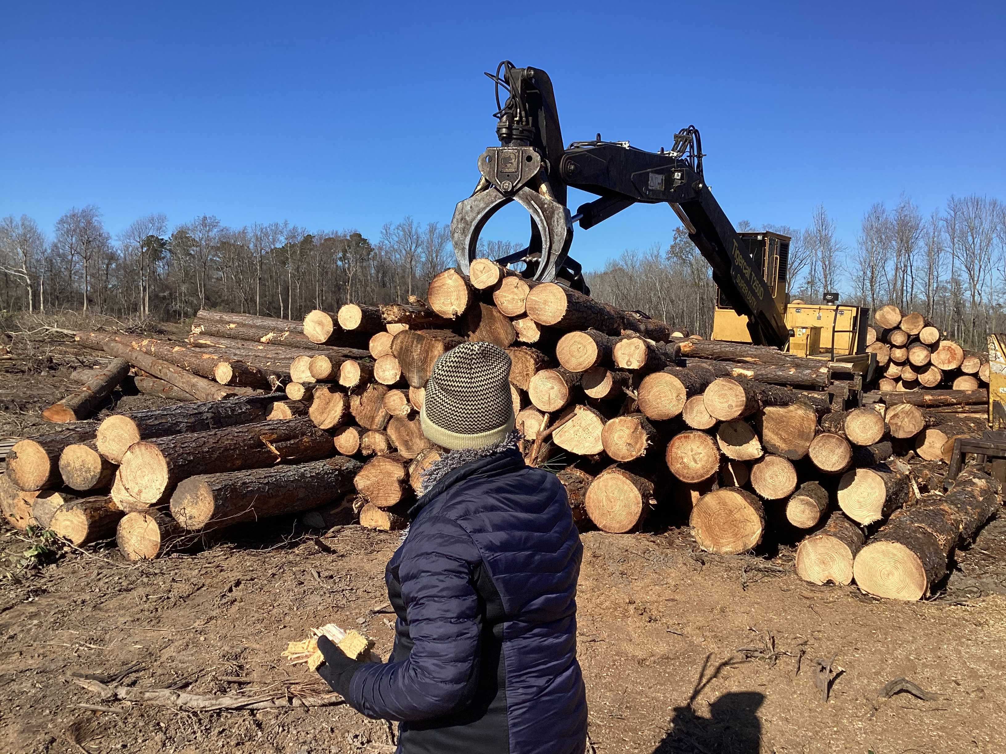 Harvested pine logs with grapple crane